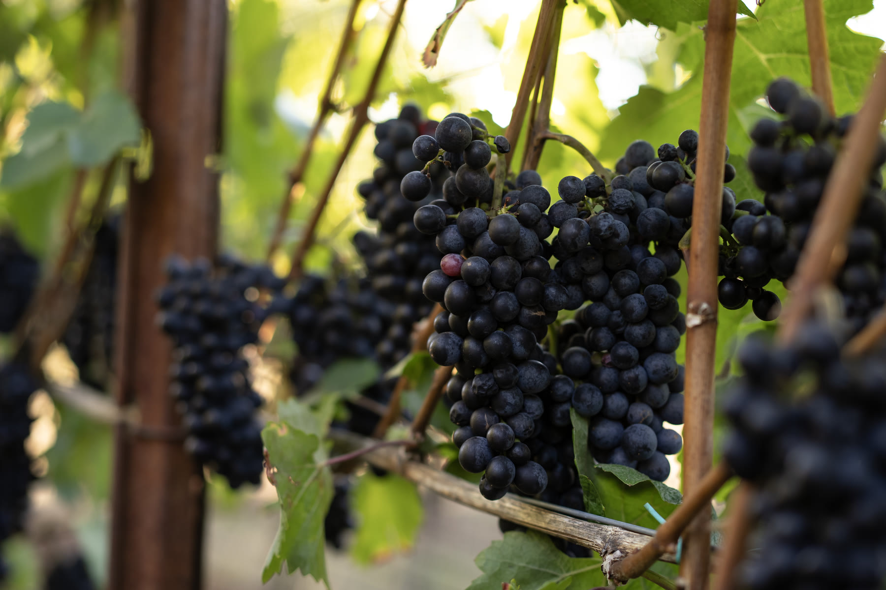 Cluster of Pinot Noir grapes on the vine at King's Queen Vineyard