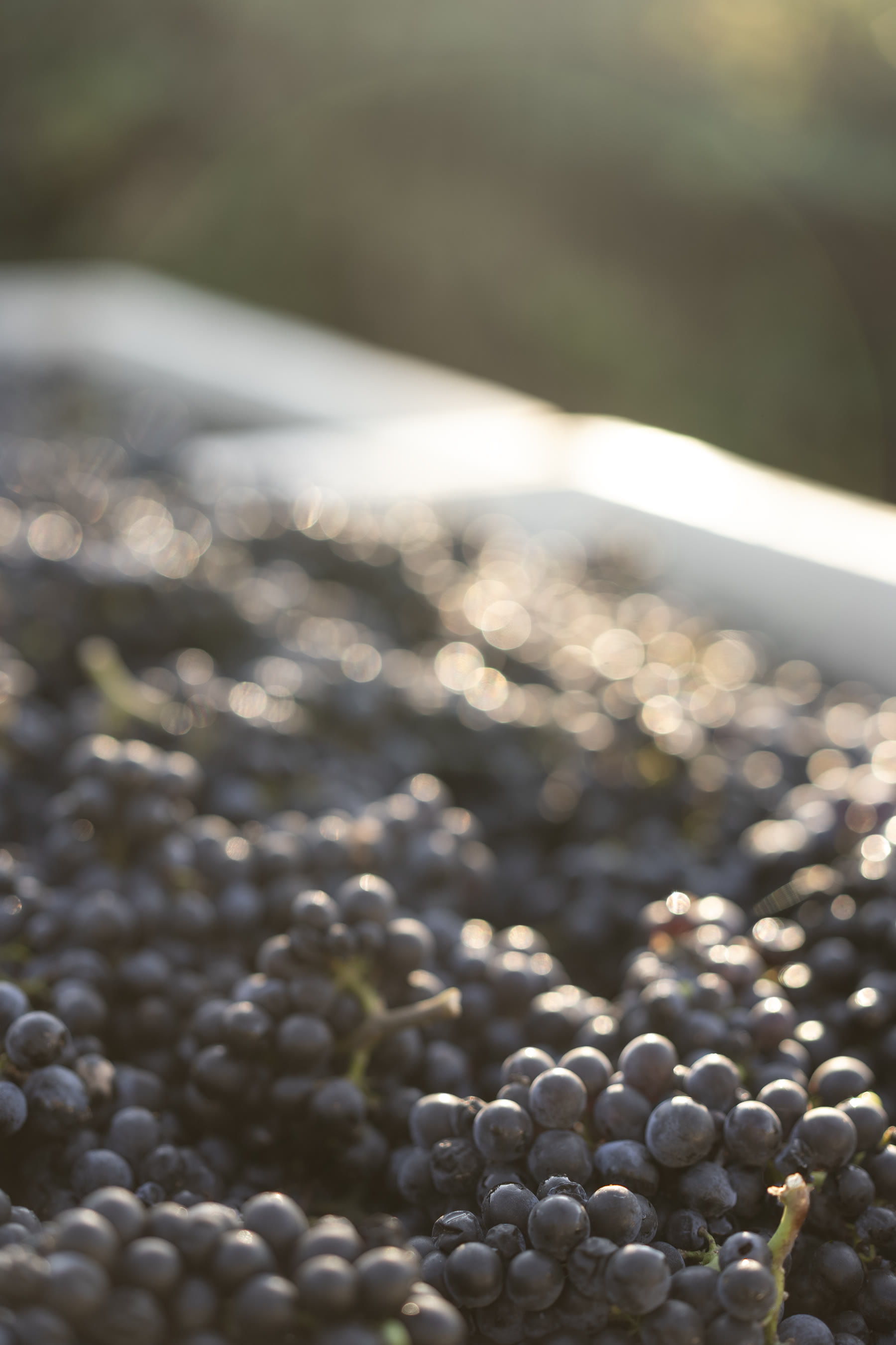 Freshly harvested Pinot Noir grapes at golden hour