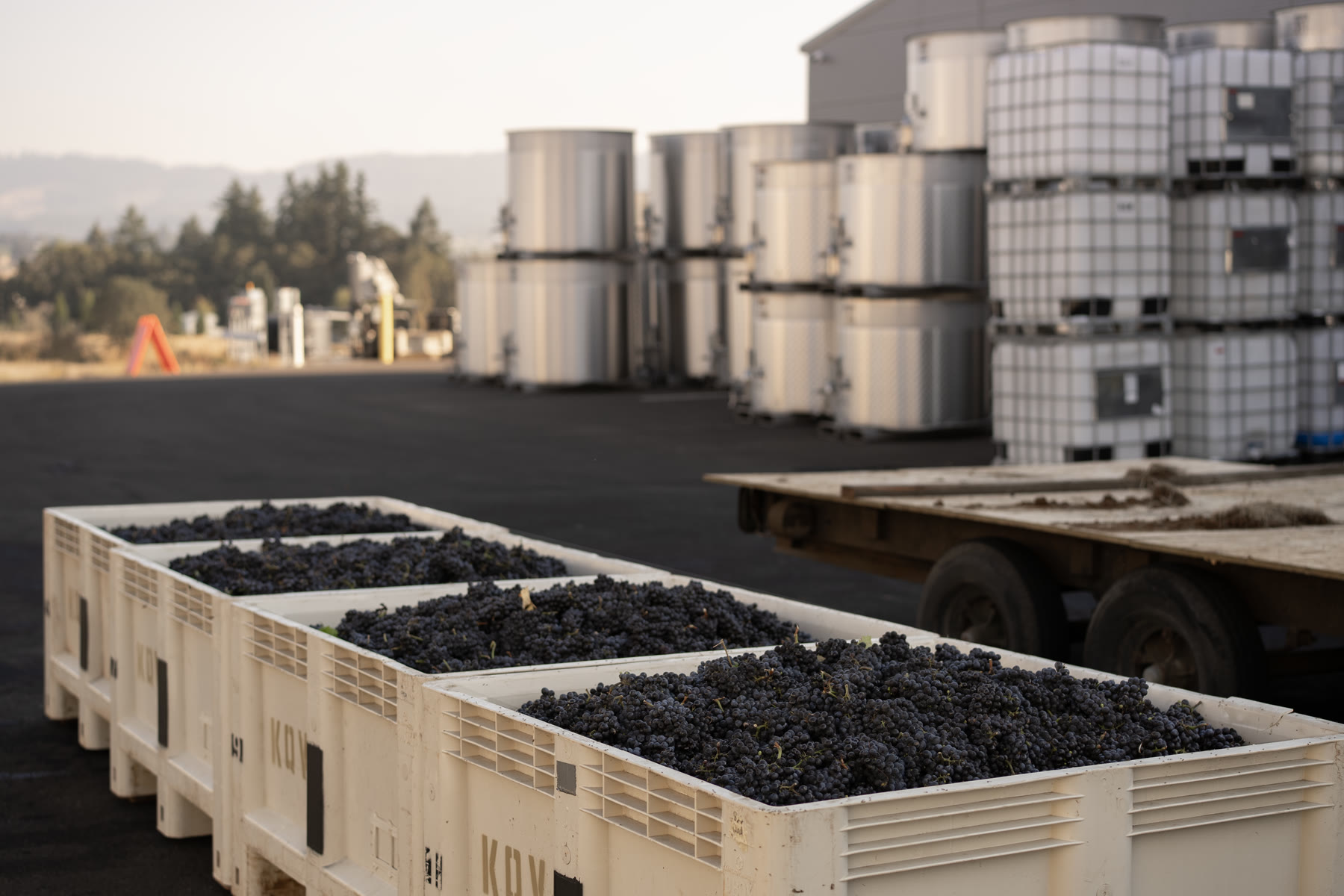 Harvest bins full of Pinot Noir grapes at the winery, tanks in the background